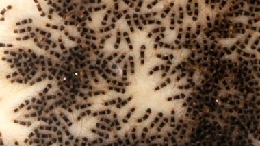 kahverengi olan tırtıllar