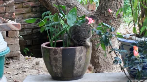 Cão e gato brincando — Vídeo de Stock