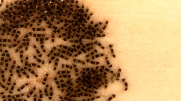 Коричневые гусеницы — стоковое видео