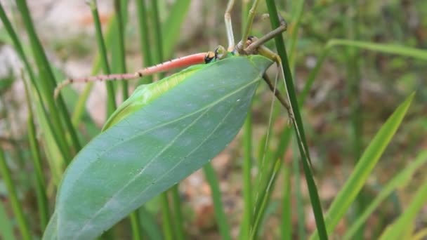 Saltamontes — Vídeos de Stock