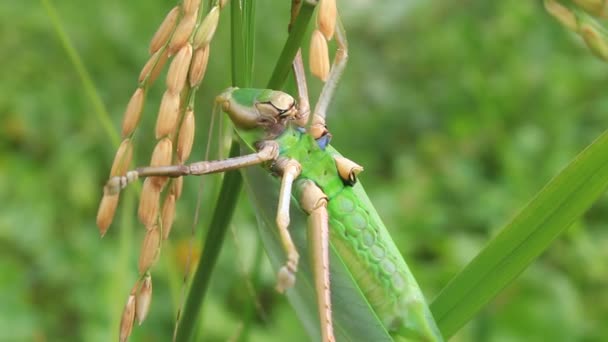 Grasshopper — Stock Video