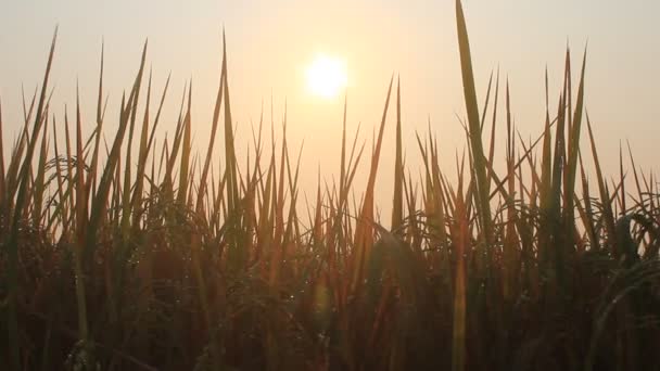 Campos de arroz pela manhã — Vídeo de Stock