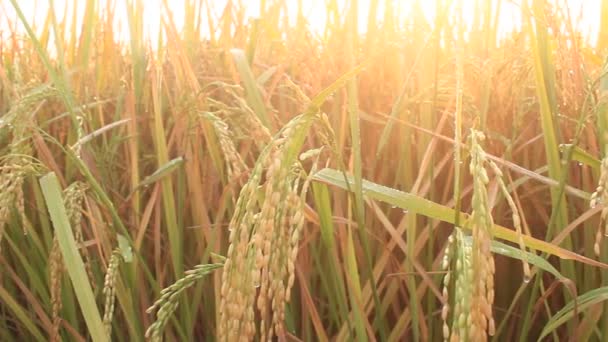 Campos de arroz pela manhã — Vídeo de Stock