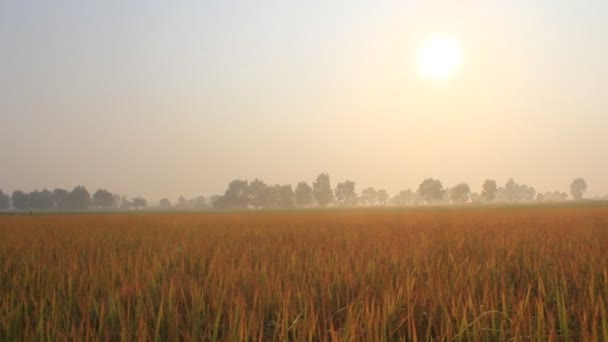 Campos de arroz pela manhã — Vídeo de Stock