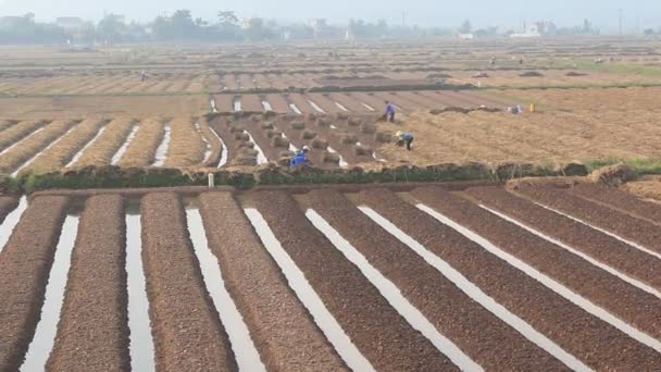 HAI DUONG, VIETNAM, 18 de octubre: agricultores cultivando hortalizas en el campo el 18 de octubre de 2014 en Hai Duong, Vietnam — Vídeo de stock