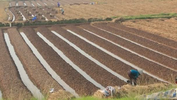 HAI DUONG, VIETNAM, 18 de octubre: agricultores cultivando hortalizas en el campo el 18 de octubre de 2014 en Hai Duong, Vietnam — Vídeo de stock