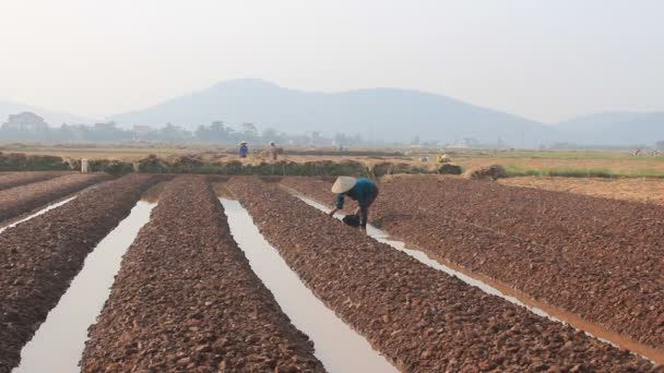 HAI DUONG, VIETNAM, 18 octobre : agriculteurs cultivant des légumes dans les champs le 18 octobre 2014 à Hai Duong, Vietnam — Video