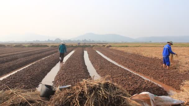 Hai Duong, Vietnam, Ekim, 18: 18 Ekim 2014 Hai Duong, Vietnam üzerinde büyüyen sebzeler alanında çiftçi — Stok video