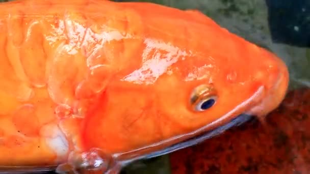 yeux et bouche de poisson 