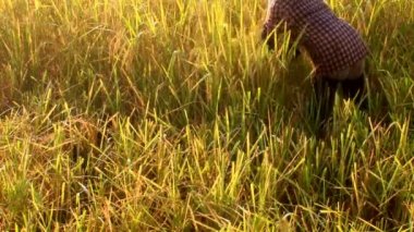 Asya kadın Çiftçi hasat pirinç alan üzerinde