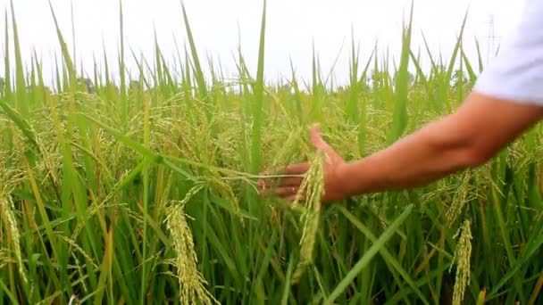 Campos de arroz — Vídeos de Stock