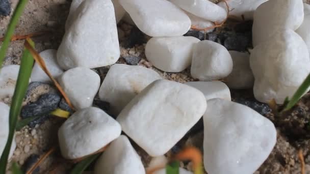 Piedras blancas — Vídeo de stock