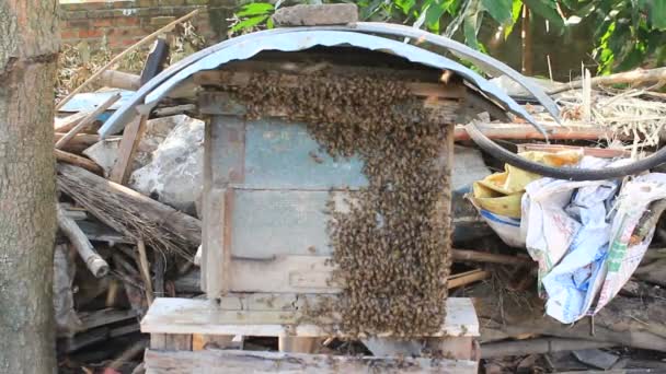 Včely medonosné při vchodu do úlu — Stock video