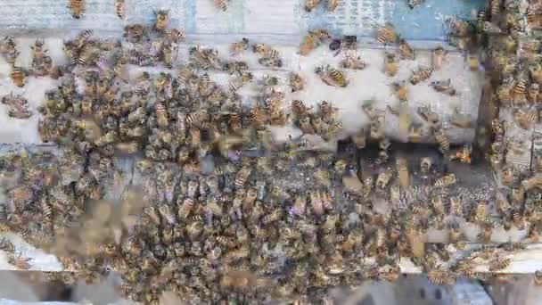 Медовые пчелы у входа в улей — стоковое видео