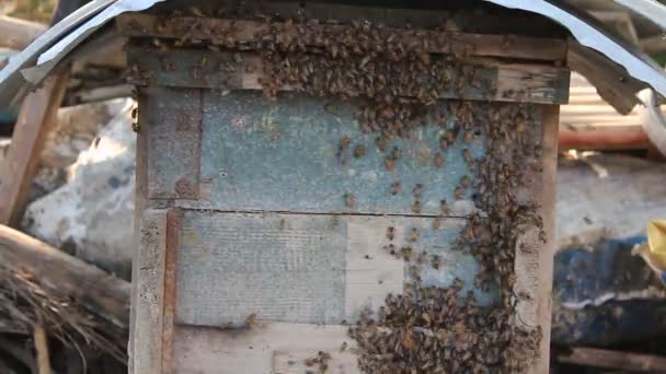 Honey bees at entrance of beehive — Stock Video