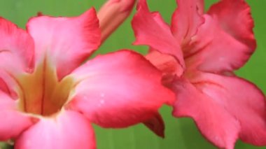 Yeşil arka planda pembe çiçek