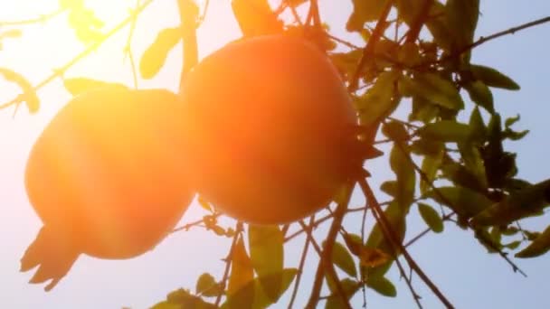 Sol brillando a través de la fruta — Vídeo de stock