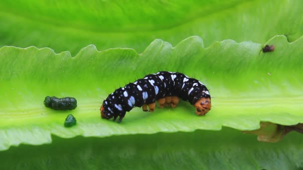 Чорна гусениця на листі — стокове відео