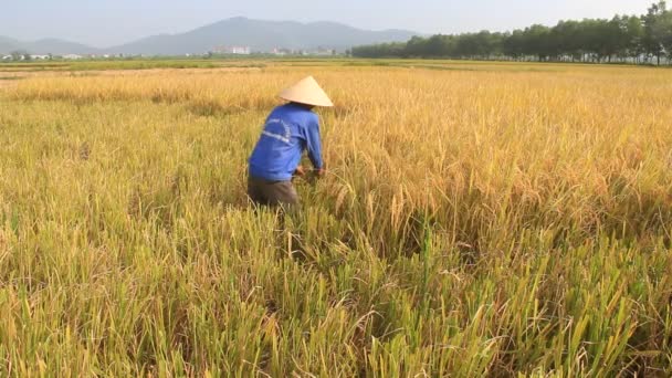 HAI DUONG, VIETNAM, 26 octobre : Une agricultrice vietnamienne récolte dans une rizière le 26 octobre 2014 à Hai Duong, Vietnam . — Video