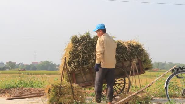 Hai Duong, Vietnam, 26 Ekim: pirinç paket pirinç alan üzerinde 26 Ekim 2014 yılında Hai Duong, Vietnam üzerinde getiren kimliği belirsiz adam — Stok video