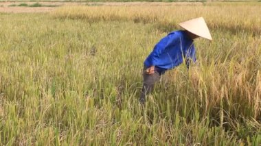 Hai Duong, Vietnam, 26 Ekim: Vietnam kadın Çiftçi hasat pirinç alan üzerinde 26 Ekim 2014 yılında Hai Duong, Vietnam.