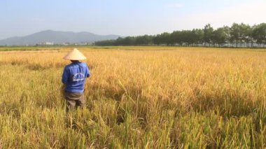 Hai Duong, Vietnam, 26 Ekim: Vietnam kadın Çiftçi hasat pirinç alan üzerinde 26 Ekim 2014 yılında Hai Duong, Vietnam.