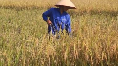 Hai Duong, Vietnam, 26 Ekim: Vietnam kadın Çiftçi hasat pirinç alan üzerinde 26 Ekim 2014 yılında Hai Duong, Vietnam.