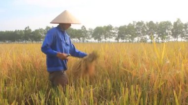 Hai Duong, Vietnam, 26 Ekim: Vietnam kadın Çiftçi hasat pirinç alan üzerinde 26 Ekim 2014 yılında Hai Duong, Vietnam.
