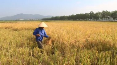 Hai Duong, Vietnam, 26 Ekim: Vietnam kadın Çiftçi hasat pirinç alan üzerinde 26 Ekim 2014 yılında Hai Duong, Vietnam.