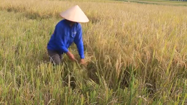 HAI DUONG, VIETNAM, 26 octobre : Une agricultrice vietnamienne récolte dans une rizière le 26 octobre 2014 à Hai Duong, Vietnam . — Video