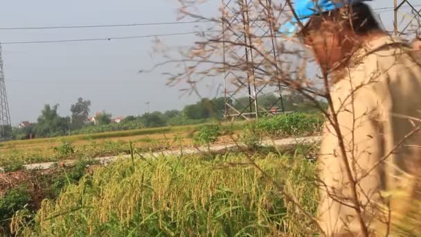 HAI DUONG, VIETNAM, 26 de octubre: un hombre no identificado trae un paquete de arroz en un campo de arroz el 26 de octubre de 2014 en Hai Duong, Vietnam — Vídeos de Stock