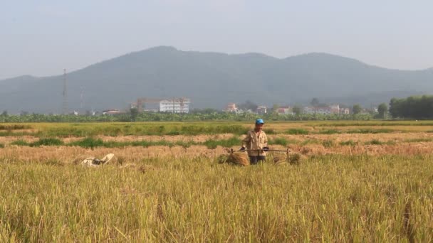 Hai duong, vietnam, oktober, 26: Ein unbekannter Mann bringt am 26. oktober 2014 in hai duong, vietnam ein Reisbündel auf ein Reisfeld — Stockvideo