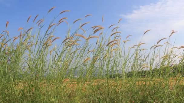 Scène estivale de roseaux agitant dans le vent par une journée ensoleillée 