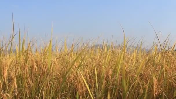 Campos de arroz — Vídeo de Stock