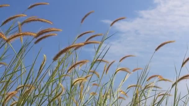 Scena estiva di canne che ondeggiano nel vento in una giornata di sole — Video Stock