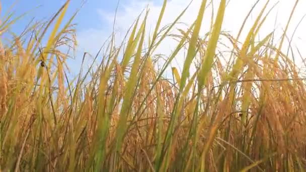 Campo de arroz — Vídeo de stock