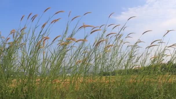 Escena de verano de cañas ondeando en el viento en un día soleado — Vídeo de stock