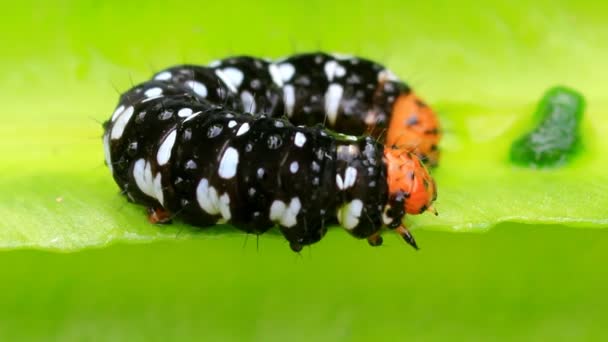 Schwarze Raupe auf Blatt — Stockvideo