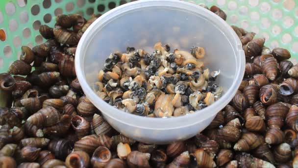 Mouche perchée sur les escargots morts — Video