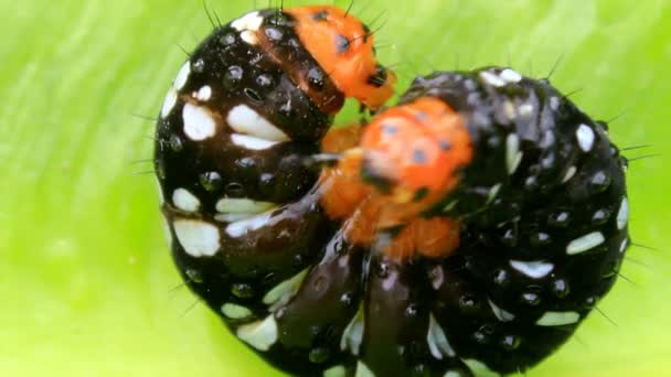 Чорна гусениця на листі — стокове відео