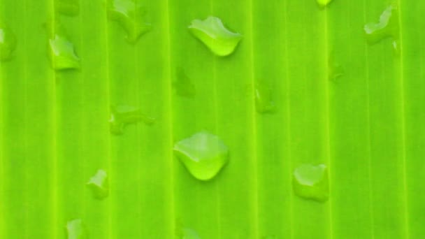 バナナの葉や露の滴 — ストック動画