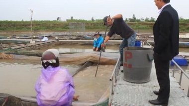 Hai Duong, Vietnam, Kasım, 26: balık çiftliğinde çalışan balıkçılar