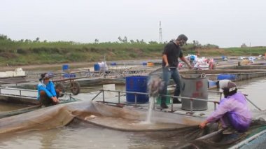 Hai Duong, Vietnam, Kasım, 26: balık çiftliğinde çalışan balıkçılar