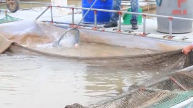 Hai Duong, Vietnam, Kasım, 26: balık çiftliğinde çalışan balıkçılar