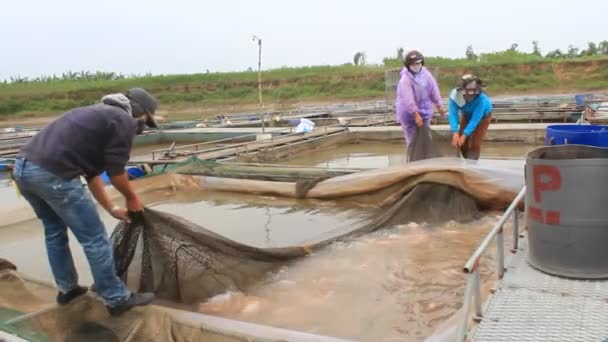 Hai Duong, Vietnam, 26 November: vissers werken op viskwekerij — Stockvideo