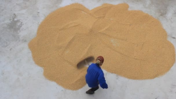 Hai Duong, Wietnam, 1 listopada,: Biednego rolnika suszenie ryżu po zbiorach — Wideo stockowe