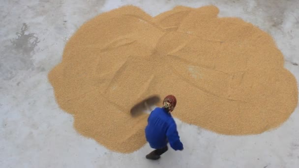 HAI DUONG, VIETNAM, NOVIEMBRE, 1: Pobre agricultor secando arroz después de la cosecha — Vídeos de Stock