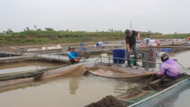 Hai Duong, Vietnam, Kasım, 26: balık çiftliğinde çalışan balıkçılar