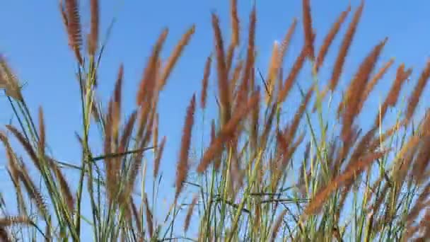 Escena de verano de cañas ondeando en el viento en un día soleado — Vídeo de stock