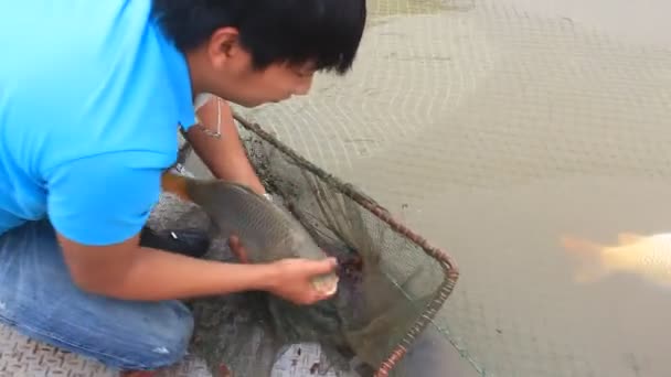 Hai Duong, Vietnam, Kasım, 26: balık çiftliğinde çalışan balıkçılar — Stok video